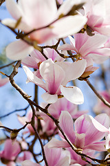 Image showing pink magnolia tree flower outdoor in spring