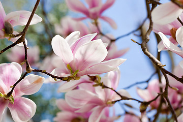 Image showing pink magnolia tree flower outdoor in spring