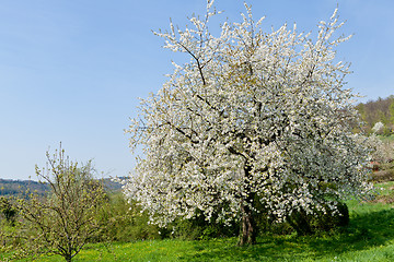 Image showing blooming trees in garden in spring