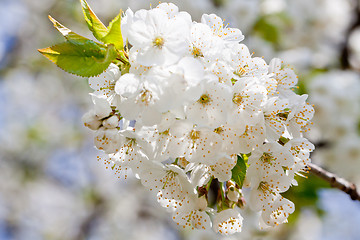 Image showing beautiful white blossom in spring outdoor 