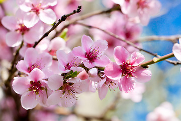 Image showing cherry blossom and blue sky in spring 