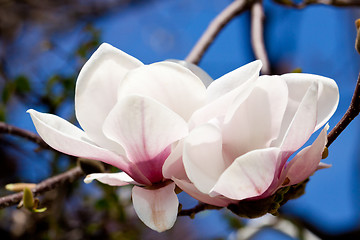 Image showing pink magnolia tree flower outdoor in spring