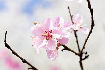 Image showing cherry blossom and blue sky in spring 