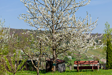 Image showing blooming trees in garden in spring