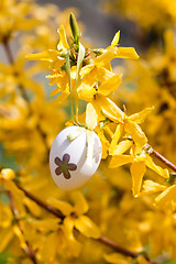 Image showing easter egg and forsythia tree in spring outdoor