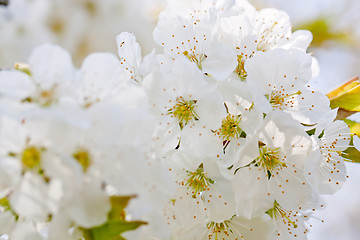 Image showing beautiful white blossom in spring outdoor 