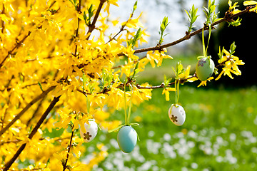 Image showing easte egg and forsythia tree in spring outdoor