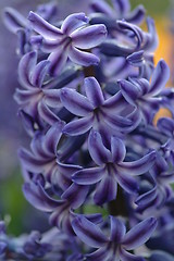 Image showing blue hyacinth