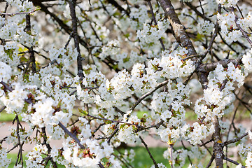 Image showing beautiful white blossom in spring outdoor 