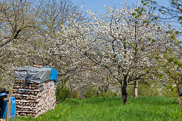 Image showing blooming trees in garden in spring