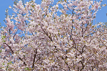 Image showing pink magnolia tree flower outdoor in spring