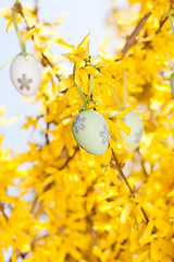 Image showing easter egg and forsythia tree in spring outdoor