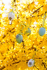 Image showing easter egg and forsythia tree in spring outdoor