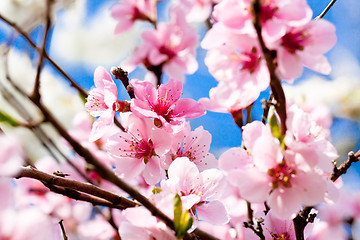 Image showing cherry blossom and blue sky in spring 