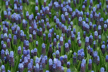 Image showing  blue hyacinth