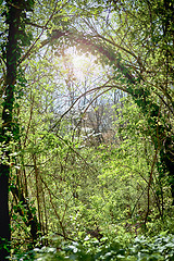 Image showing green forest and sunlight in summer