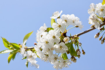 Image showing beautiful white blossom in spring outdoor 