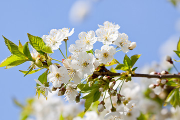 Image showing beautiful white blossom in spring outdoor 