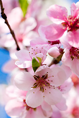 Image showing cherry blossom and blue sky in spring 