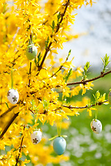 Image showing easte egg and forsythia tree in spring outdoor