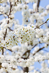 Image showing beautiful white blossom in spring outdoor 