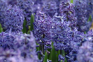 Image showing  blue hyacinth