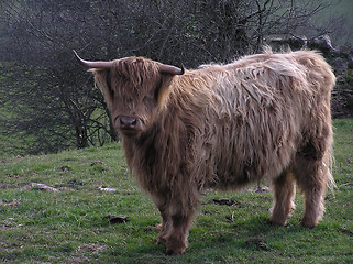 Image showing Bison