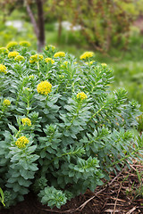 Image showing Golden Root, Roseroot, Aaron's Rod