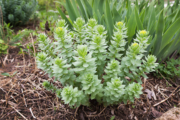 Image showing Golden Root in the flowerbed