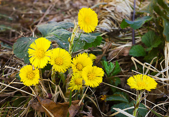 Image showing A few yellow flowers Coltsfoot