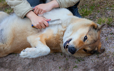 Image showing dog maintenance