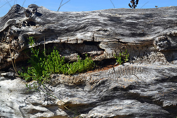 Image showing New life in old tree trunk.