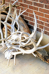 Image showing Elk horns.