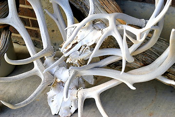 Image showing Elk horns.