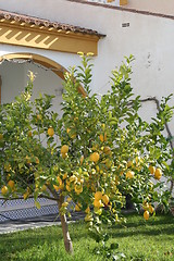 Image showing Lemon tree in garden