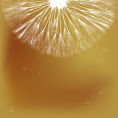 Image showing Dandelion and bubbles