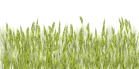 Image showing Green wheat