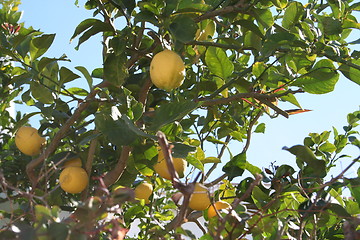 Image showing Lemon tree in Spain