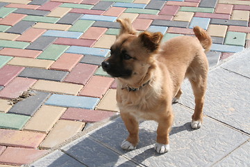 Image showing Cute dog