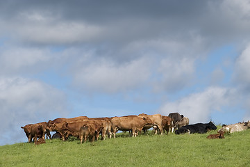 Image showing Cattle