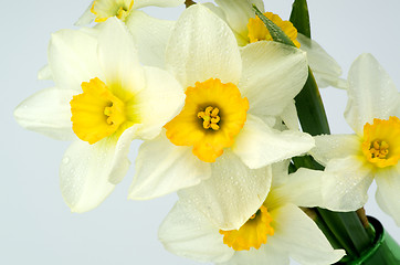 Image showing Daffodils