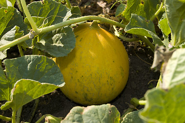 Image showing muskmelon