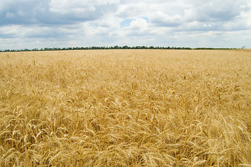 Image showing field and cloud