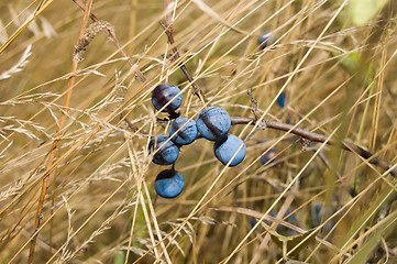 Image showing sloe