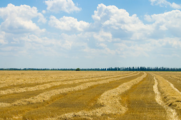 Image showing windrows