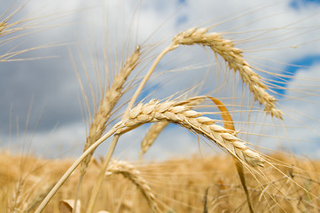 Image showing ear of wheat