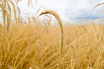 Image showing ear of rye