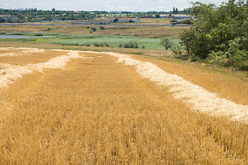 Image showing windrows and green