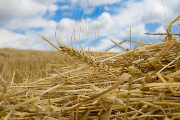 Image showing ear of wheat