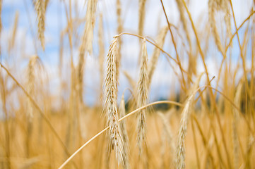 Image showing ripe rye